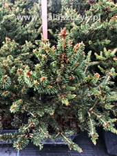 Picea abies 'Hystrix' 